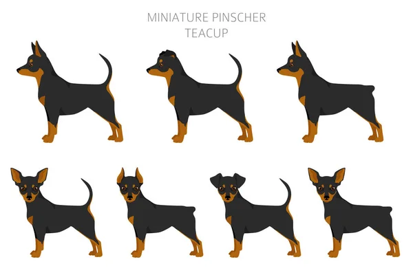 Miniaturowa Filiżanka Pinscher Clipart Różne Pozy Zestaw Kolorów Płaszcza Ilustracja — Wektor stockowy