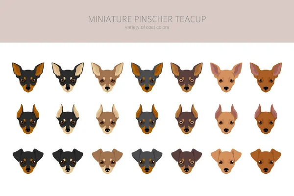 Miniatur Pinscher Teetasse Cliparts Verschiedene Posen Festgelegte Fellfarben Vektorillustration — Stockvektor