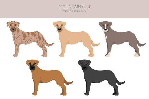 Mountain Cur Clipart Poses Diferentes Conjunto Cores Casaco Ilustração Vetorial —  Vetores de Stock