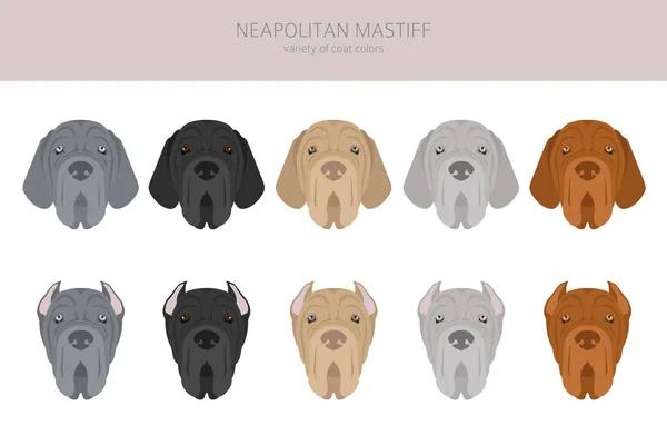 Napoli Mastiff Mastino Napolitano Clipart Farklı Pozlar Farklı Renkler Vektör — Stok Vektör
