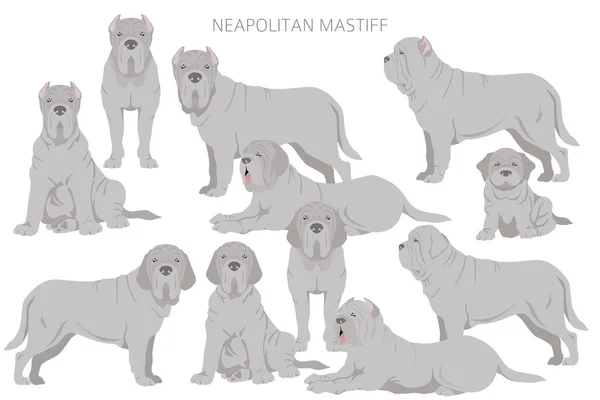 Napolitaanse Mastiff Mastino Neapolitano Clipart Verschillende Houdingen Jas Kleuren Set — Stockvector