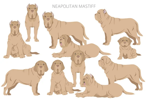 Napolitaanse Mastiff Mastino Neapolitano Clipart Verschillende Houdingen Jas Kleuren Set — Stockvector