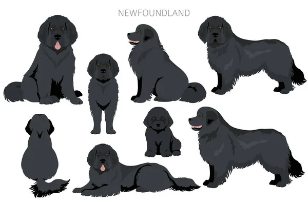 Newfoundland Clipart Verschillende Houdingen Jas Kleuren Set Vectorillustratie — Stockvector