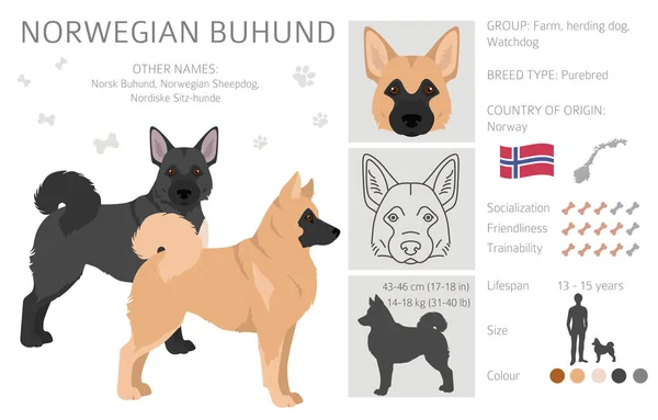 Norveç Buhund Clipart Farklı Pozlar Farklı Renkler Vektör Illüstrasyonu — Stok Vektör