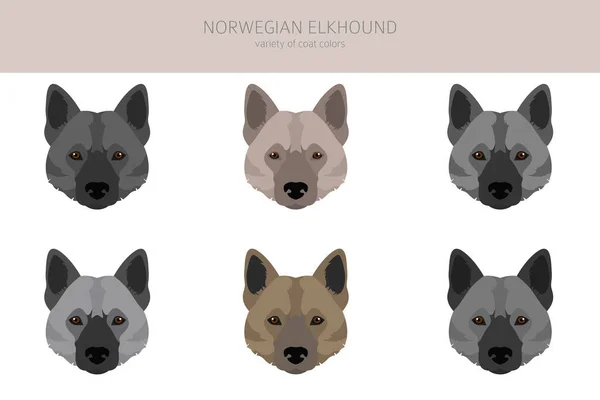 Norveç Elkhound Clipart Farklı Pozlar Farklı Renkler Vektör Illüstrasyonu — Stok Vektör