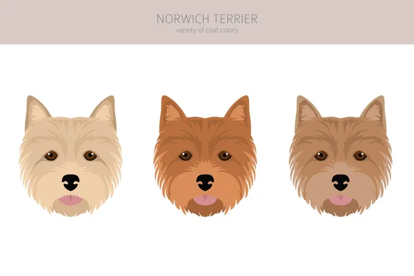 Norwich Terrier Clipart Different Poses Coat Colors Set Vector Illustration — Stock Vector