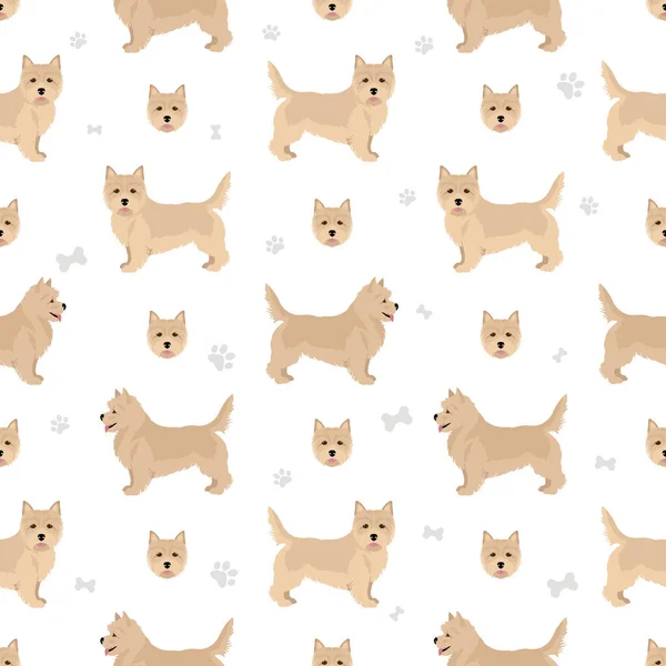 Norwich Terrier Motif Sans Couture Différentes Poses Couleurs Manteau Réglées — Image vectorielle