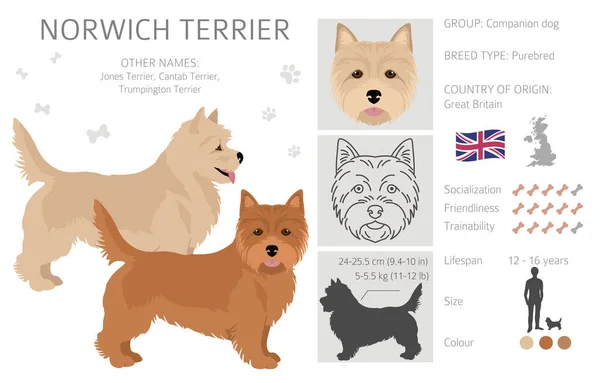 Norwich Terrier Clipart Verschillende Houdingen Jas Kleuren Set Vectorillustratie — Stockvector
