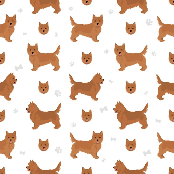 Norwich Terrier Αδιάλειπτη Μοτίβο Διαφορετικές Πόζες Σετ Χρωμάτων Εικονογράφηση Διανύσματος — Διανυσματικό Αρχείο