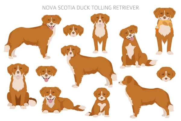 Nova Scotia Ördek Paralı Köpeği Farklı Pozlar Farklı Renkler Vektör — Stok Vektör