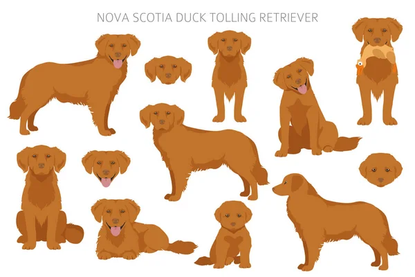 Nueva Escocia Pato Peaje Recuperador Clipart Distintas Poses Colores Del — Archivo Imágenes Vectoriales
