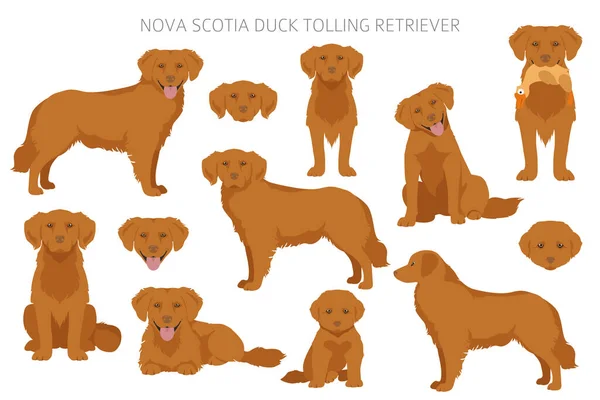 Nova Scotia Eend Tolling Retriever Clipart Verschillende Houdingen Jas Kleuren — Stockvector