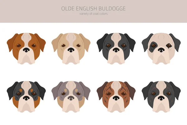 Vieux Bulldogge Anglais Clipart Bulldog Leavitt Différentes Poses Couleurs Manteau — Image vectorielle