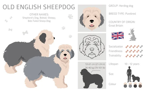 Old English Sheepdog Clipart Verschiedene Posen Festgelegte Fellfarben Vektorillustration — Stockvektor