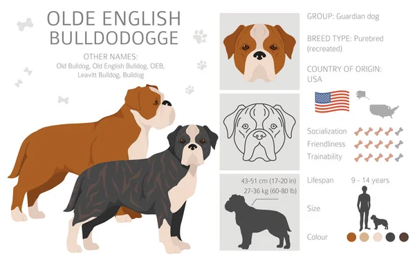 Starszy Angielski Buldogge Leavitt Bulldog Clipart Różne Pozy Zestaw Kolorów — Wektor stockowy