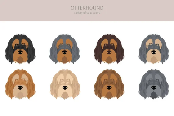 Clipart Otterhound Distintas Poses Colores Del Abrigo Establecidos Ilustración Vectorial — Vector de stock