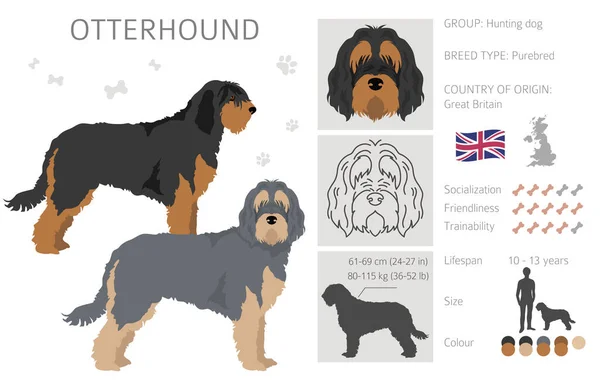 Otterhound Cliparts Verschiedene Posen Festgelegte Fellfarben Vektorillustration — Stockvektor