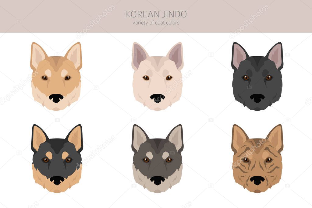Korean Jindo clipart. Different poses, coat colors set.  Vector illustration
