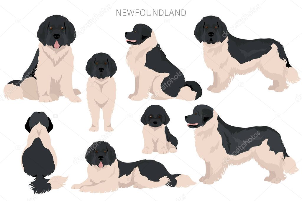 Newfoundland clipart. Different poses, coat colors set.  Vector illustration