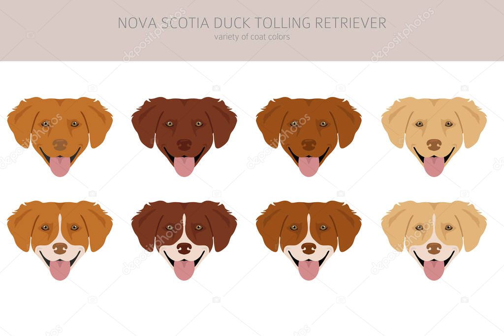 Nova Scotia duck tolling retriever clipart. Different poses, coat colors set.  Vector illustration
