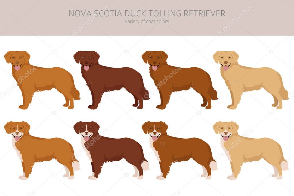 Nova Scotia duck tolling retriever clipart. Different poses, coat colors set.  Vector illustration