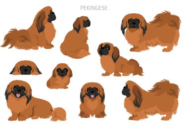Pekin köpek klipsi. Farklı pozlar, farklı renkler. Vektör illüstrasyonu