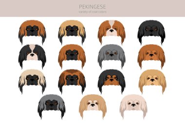Pekin köpek klipsi. Farklı pozlar, farklı renkler. Vektör illüstrasyonu