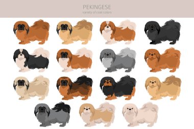 Pekin köpek klipsi. Farklı pozlar, farklı renkler. Vektör illüstrasyonu