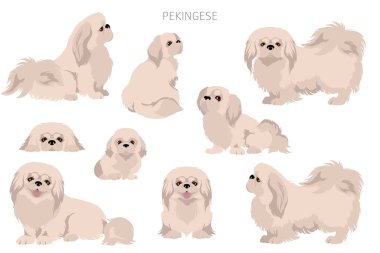 Pekin köpek klipsi. Farklı pozlar, farklı renkler. Vektör illüstrasyonu