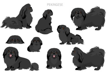 Pekin köpek klipsi. Farklı pozlar, farklı renkler. Vektör illüstrasyonu
