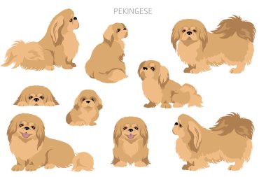 Pekin köpek klipsi. Farklı pozlar, farklı renkler. Vektör illüstrasyonu