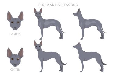 Perulu tüysüz köpek tırnağı. Farklı pozlar, farklı renkler. Vektör illüstrasyonu