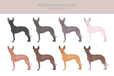 Peruvian hairless dog clipart. Different poses, coat colors set.  Vector illustration clipart