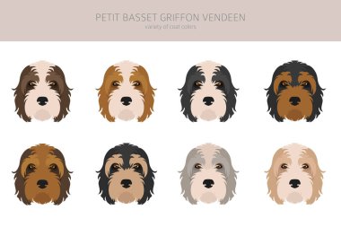 Petit Basset Griffon Vendeen klibi. Farklı pozlar, farklı renkler. Vektör illüstrasyonu