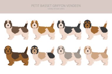 Petit Basset Griffon Vendeen klibi. Farklı pozlar, farklı renkler. Vektör illüstrasyonu