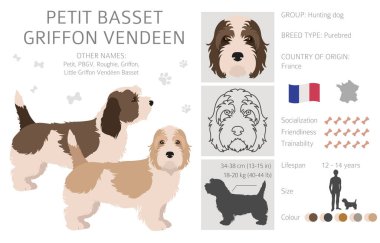 Petit Basset Griffon Vendeen klibi. Farklı pozlar, farklı renkler. Vektör illüstrasyonu