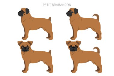 Petit Brabancon, Küçük Belçikalı köpekler. Farklı pozlar, farklı renkler. Vektör illüstrasyonu
