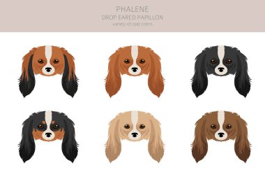 Phalene, Drop - eared Papillon clipart. Farklı pozlar, farklı renkler. Vektör illüstrasyonu