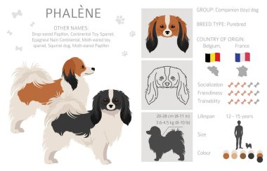 Phalene, Drop - eared Papillon clipart. Farklı pozlar, farklı renkler. Vektör illüstrasyonu
