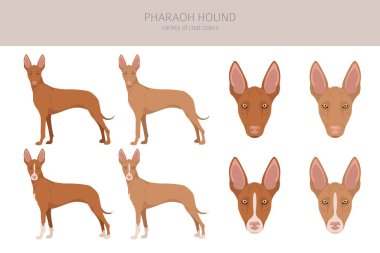 Firavun av köpeği kırpması. Farklı pozlar, farklı renkler. Vektör illüstrasyonu