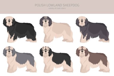 Polonyalı çoban köpeği klipsi. Farklı pozlar, farklı renkler. Vektör illüstrasyonu