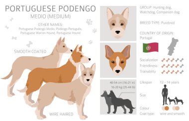 Portekiz Podengo Medio Clipart. Farklı pozlar, farklı renkler. Vektör illüstrasyonu