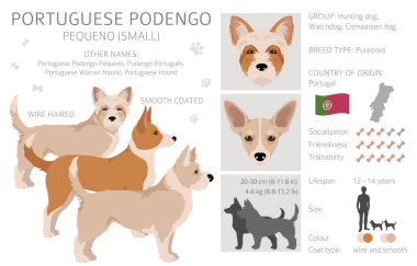 Portekiz Podengo Pequeno Clipart. Farklı pozlar, farklı renkler. Vektör illüstrasyonu