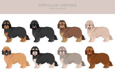 Portekizli çoban köpeği klipsi. Farklı pozlar, farklı renkler. Vektör illüstrasyonu
