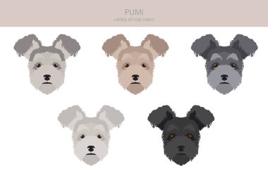 Pumi klipsi. Farklı pozlar, farklı renkler. Vektör illüstrasyonu