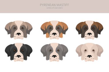 Pyrenean mastiff clipart. Farklı pozlar, farklı renkler. Vektör illüstrasyonu