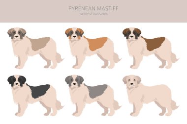 Pyrenean mastiff clipart. Farklı pozlar, farklı renkler. Vektör illüstrasyonu