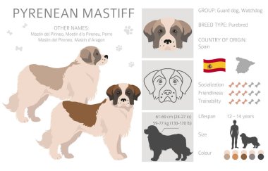 Pyrenean mastiff clipart. Farklı pozlar, farklı renkler. Vektör illüstrasyonu