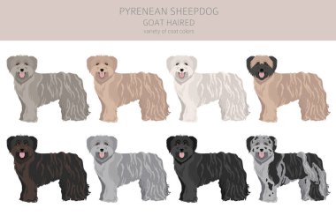 Pireneli çoban köpeği, keçi kıllı klipsi. Farklı pozlar, farklı renkler. Vektör illüstrasyonu