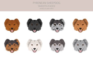 Pyrenean çoban köpeği, pürüzsüz yüzlü kırpıcı. Farklı pozlar, farklı renkler. Vektör illüstrasyonu
